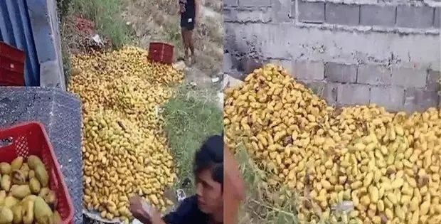 菲律宾芒果农产价仅剩个位数3000公斤芒果被丢弃