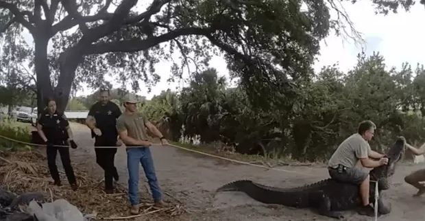 美国佛州惊现3.8米巨鳄在小路上慢悠悠踱步