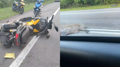 罕见意外！数头野猪被车撞死　骑士撞猪尸身亡